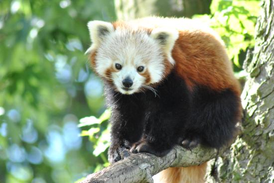 amba-our-red-panda-enjoying
